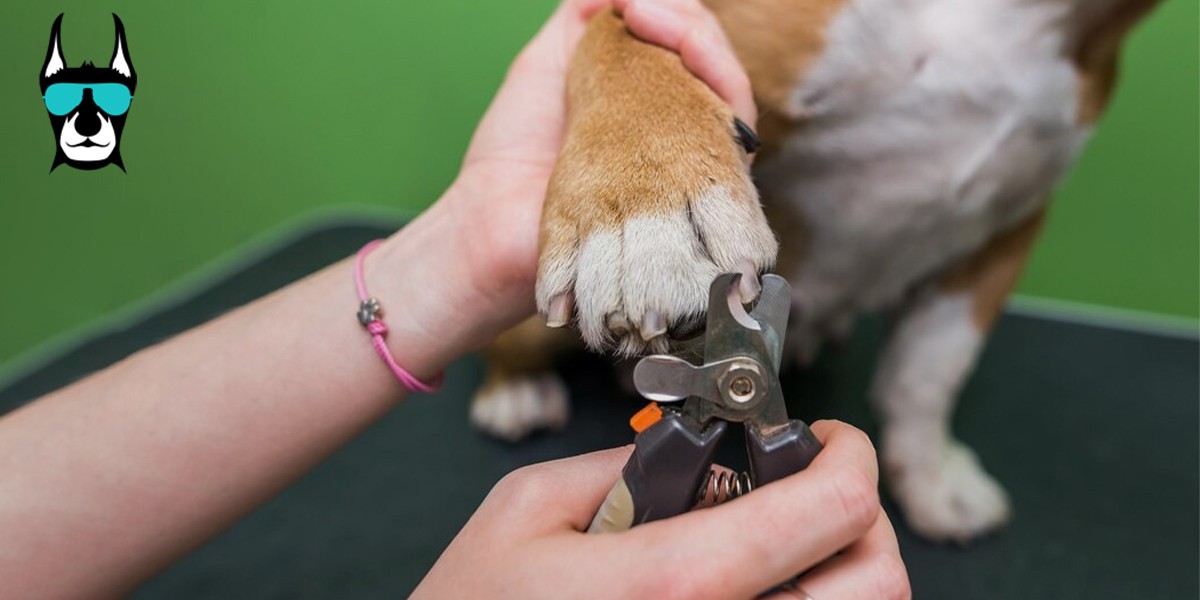 Dog Nail Trim
