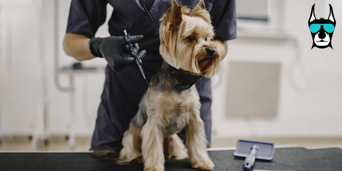 Why Beast 2 Beauty Grooming is the Best Choice for Dog Grooming in Leduc?